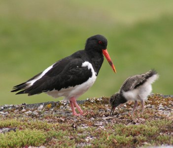 mamma uccello con pulcino